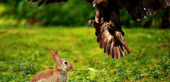 ASSOCIATION DES PROPRIETAIRES CHASSE ET CHAMPIGNONS