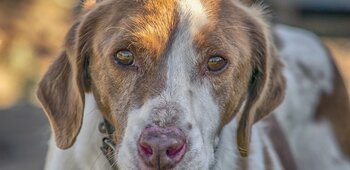 PERSONNE & BÊTE (Médiation animal et culturelle)